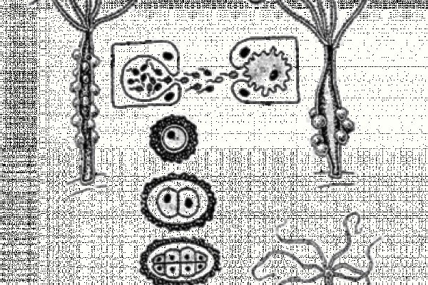Kraken 23at