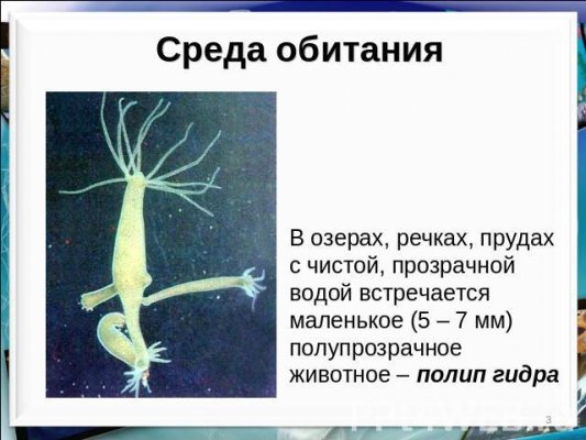 Kraken13 at сайт