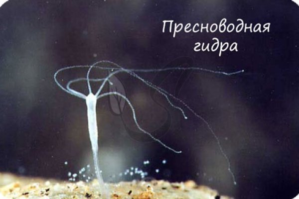 Кракен маркетплейс вход