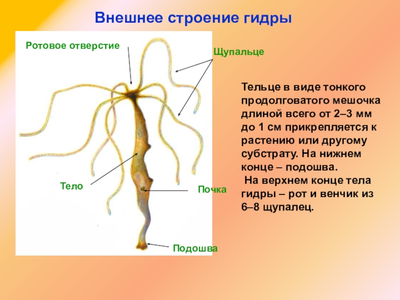 Что такое кракен только через тор